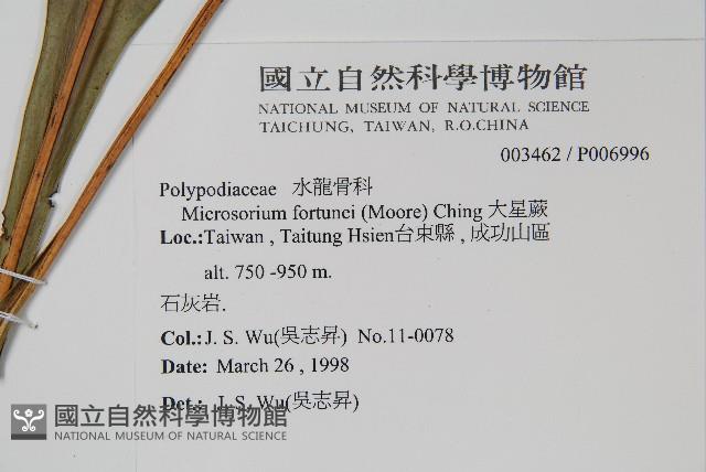 大星蕨藏品圖，第2張