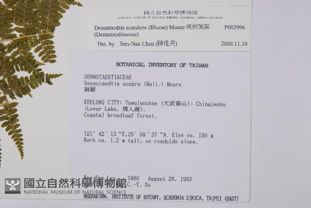 刺柄碗蕨藏品圖，第2張