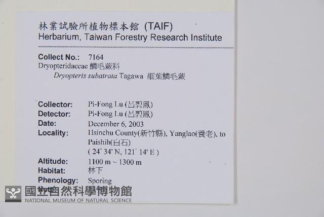 細葉鱗毛蕨藏品圖，第2張