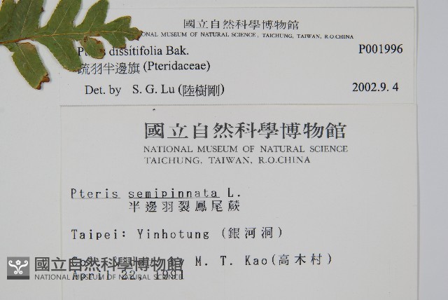 疏羽半邊旗藏品圖，第2張