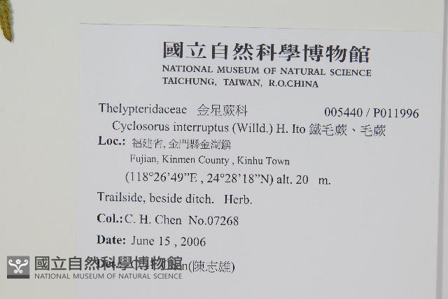 鐵毛蕨、毛蕨藏品圖，第2張