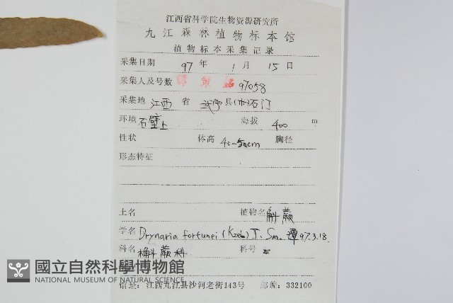 槲蕨藏品圖，第2張