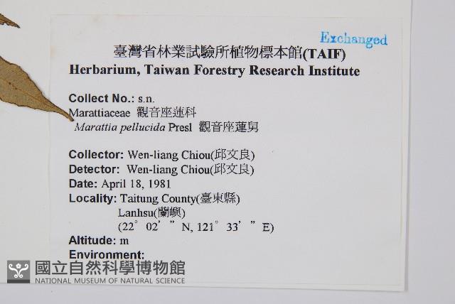 觀音座蓮舅藏品圖，第2張