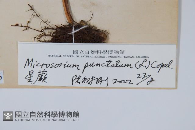 星蕨藏品圖，第2張