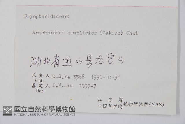 長尾複葉耳蕨藏品圖，第2張