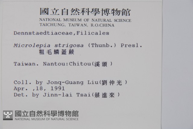 粗毛鱗蓋蕨藏品圖，第2張