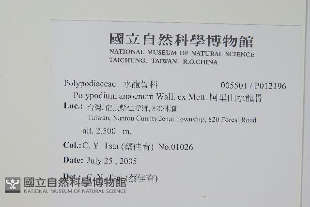 阿里山水龍骨藏品圖，第2張