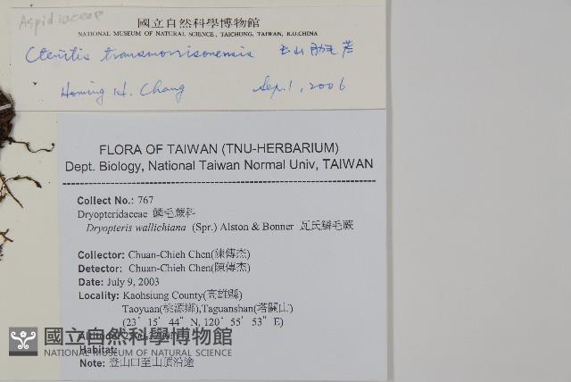玉山肋毛蕨藏品圖，第2張