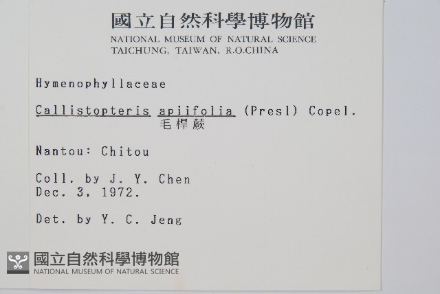 毛桿蕨藏品圖，第2張