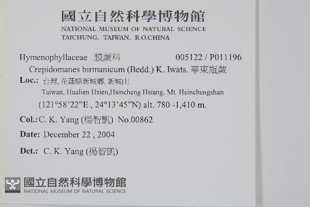 華東瓶蕨藏品圖，第2張