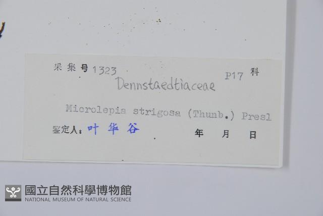 粗毛鱗蓋蕨藏品圖，第2張