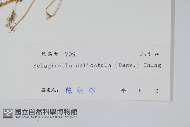 全緣卷柏藏品圖，第2張