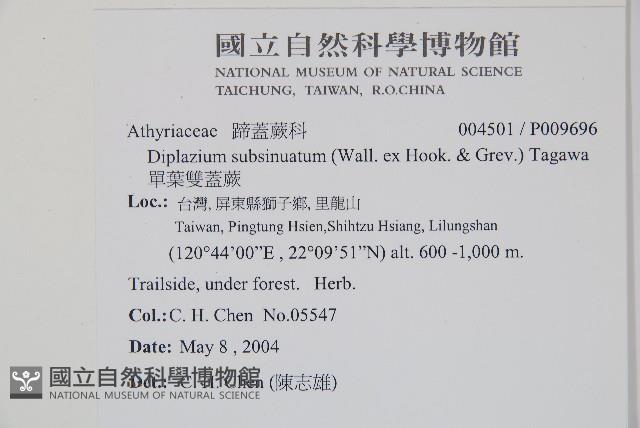 單葉雙蓋蕨藏品圖，第2張