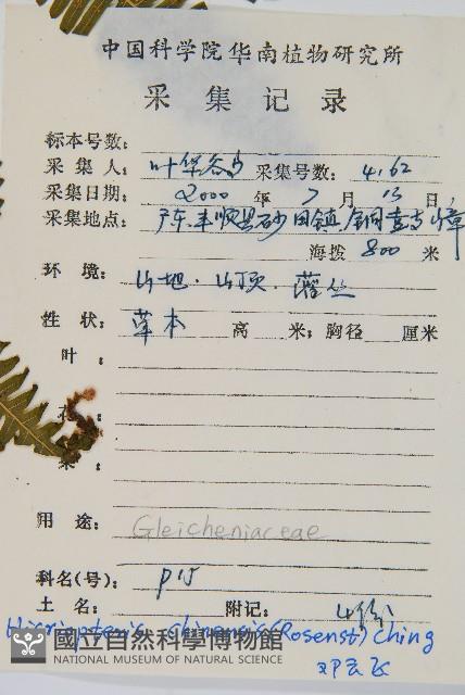 中華裏白藏品圖，第2張