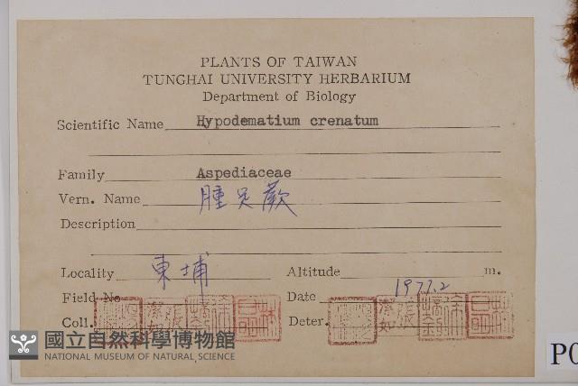 腫足蕨藏品圖，第2張