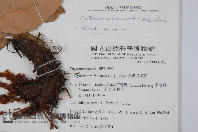 披針貫眾蕨藏品圖，第2張