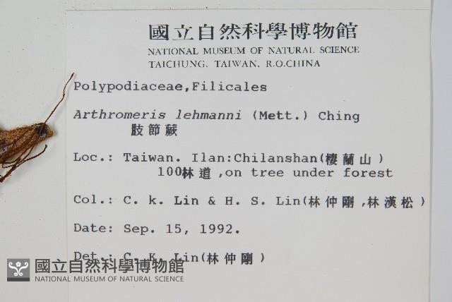 肢節蕨藏品圖，第2張