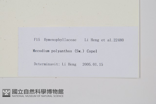 細葉蕗蕨藏品圖，第2張