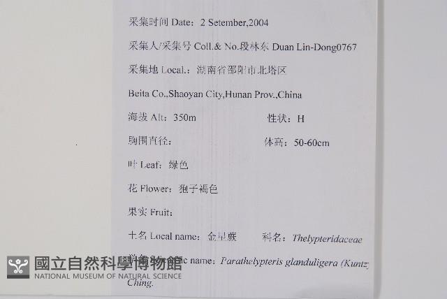 密腺副金星蕨藏品圖，第2張