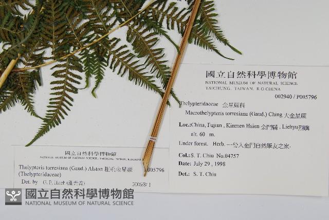 粗毛金星蕨藏品圖，第2張