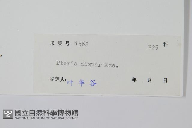 天草鳳尾蕨藏品圖，第2張