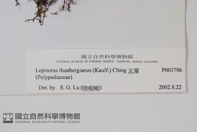 瓦葦藏品圖，第2張