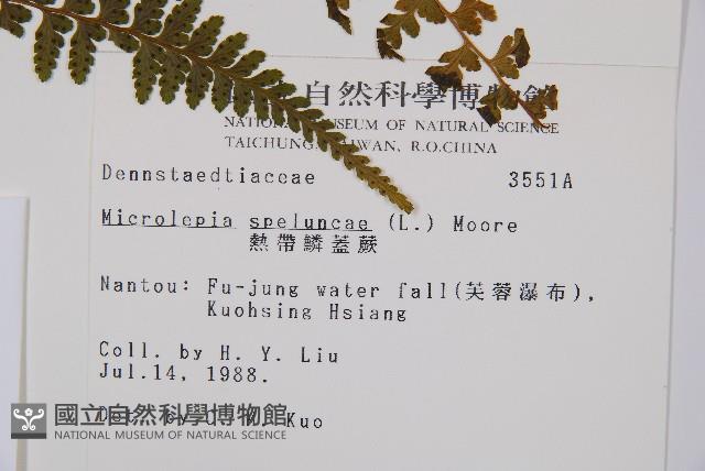 熱帶鱗蓋蕨藏品圖，第2張