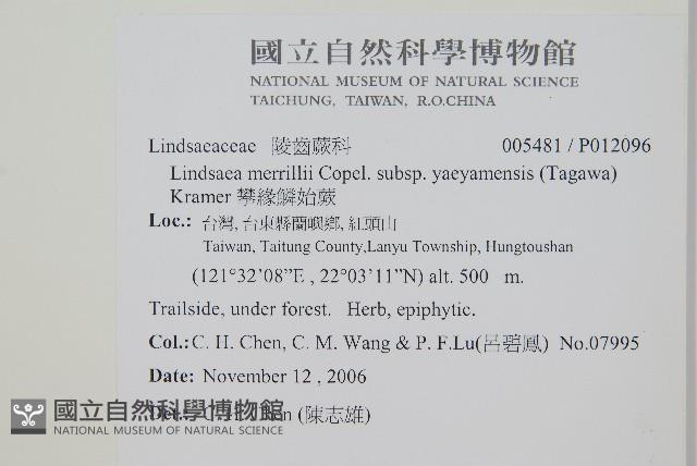 攀緣鱗始蕨藏品圖，第2張