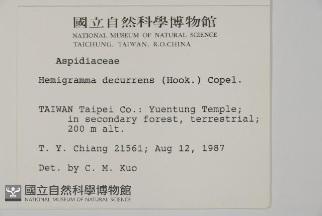 沙皮蕨藏品圖，第2張