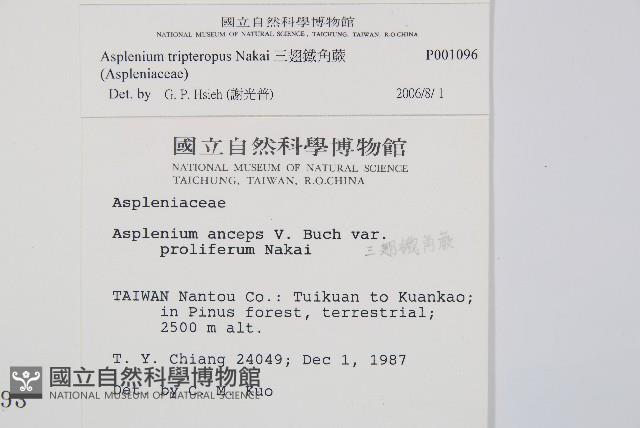 鐵角蕨藏品圖，第2張