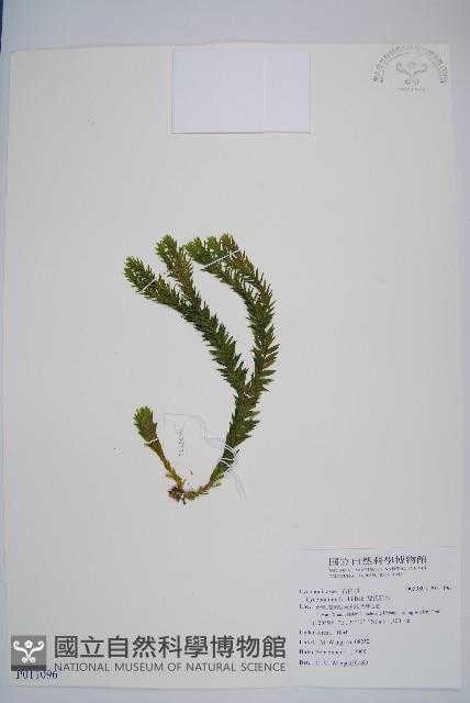 福氏石松藏品圖，第1張