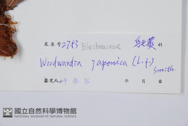 日本狗脊蕨藏品圖，第2張