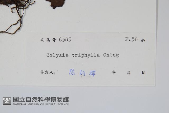 三裂線蕨藏品圖，第2張