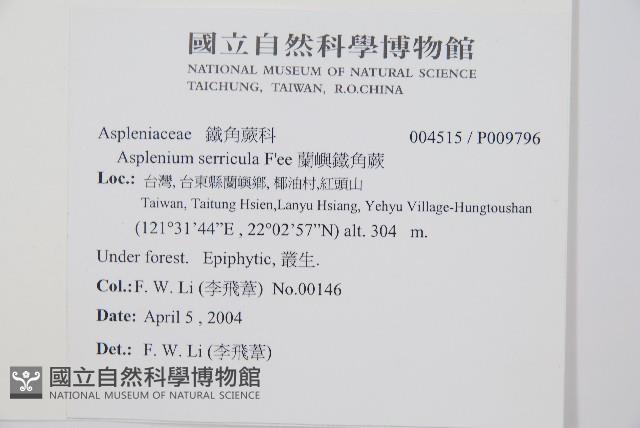 蘭嶼鐵角蕨藏品圖，第2張
