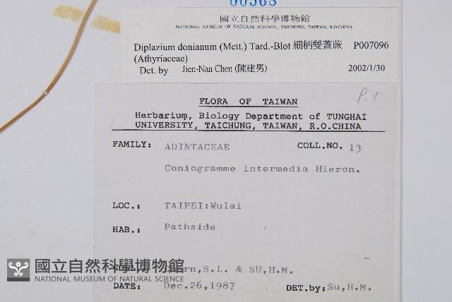細柄雙蓋蕨藏品圖，第2張