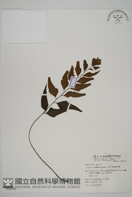 革葉鐵角蕨藏品圖，第1張