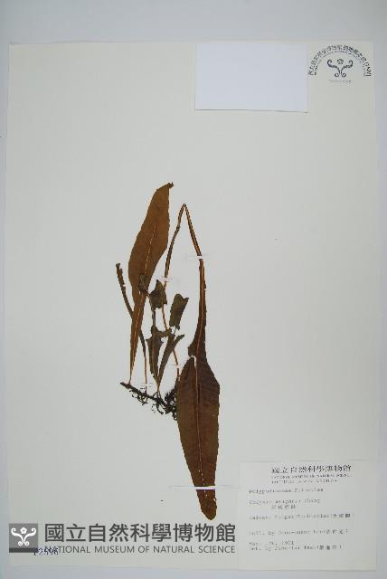 萊氏線蕨藏品圖，第1張