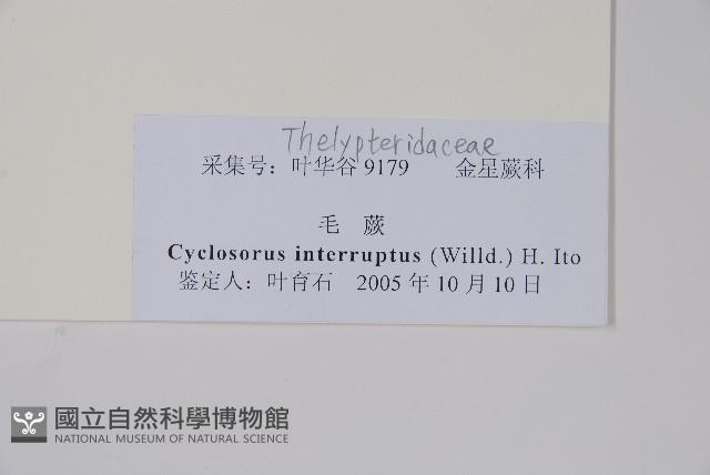 鐵毛蕨、毛蕨藏品圖，第2張