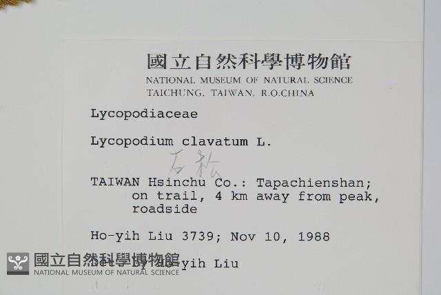 石松藏品圖，第2張