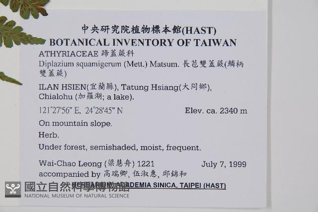 長苞雙蓋蕨、鱗柄雙蓋蕨藏品圖，第2張