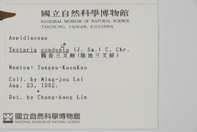 陰地三叉蕨藏品圖，第2張