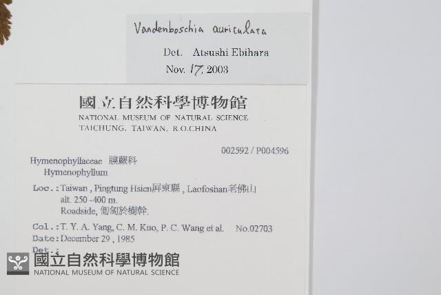 瓶蕨藏品圖，第2張