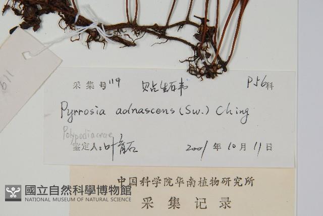 抱樹石葦藏品圖，第2張