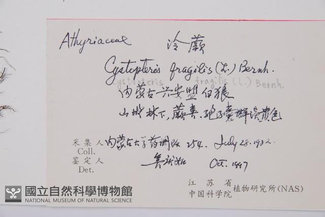 冷蕨藏品圖，第2張