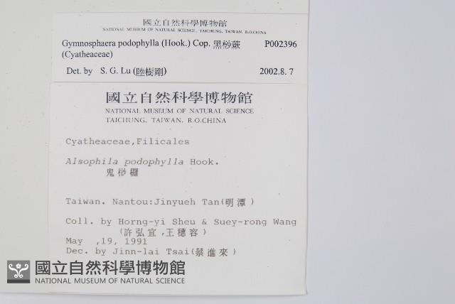 黑桫蕨藏品圖，第5張