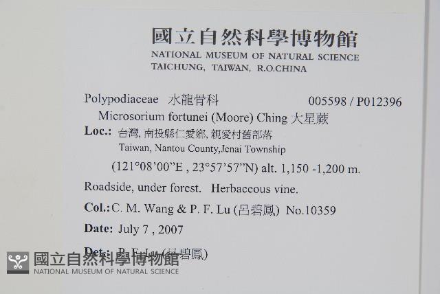 大星蕨藏品圖，第2張