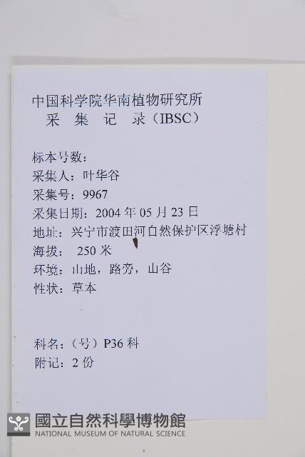 毛軸假蹄蓋蕨藏品圖，第2張