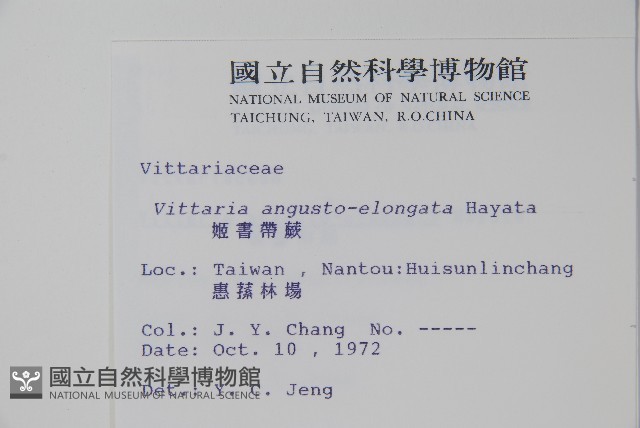 姬書帶蕨藏品圖，第2張