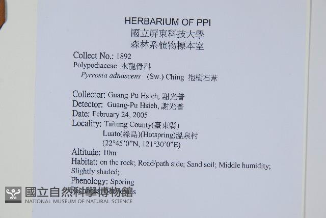 抱樹石葦藏品圖，第2張