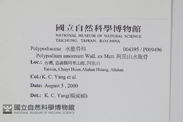 阿里山水龍骨藏品圖，第2張